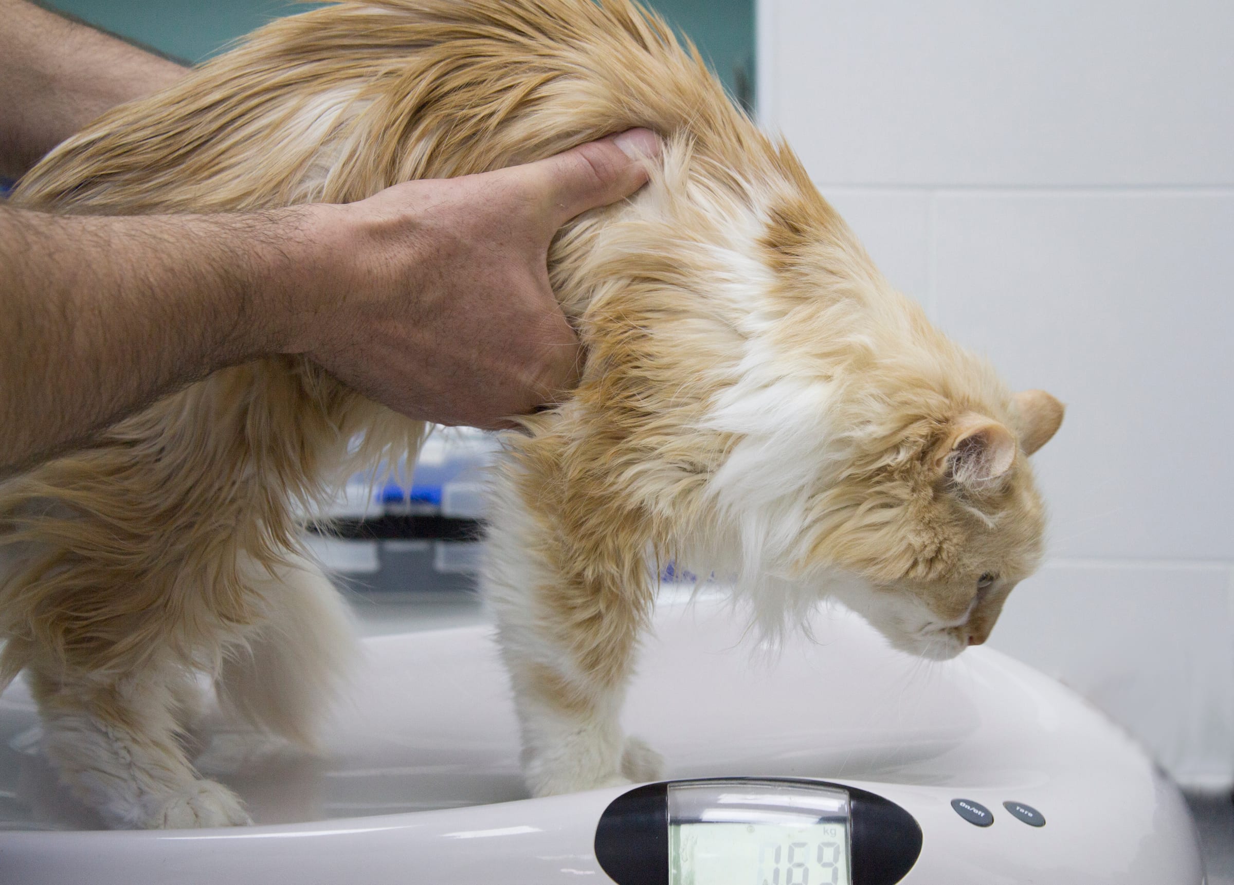 Feline Infectious Peritonitis (FIP) Treatment: Monitoring and Prognosis with GS-441524
