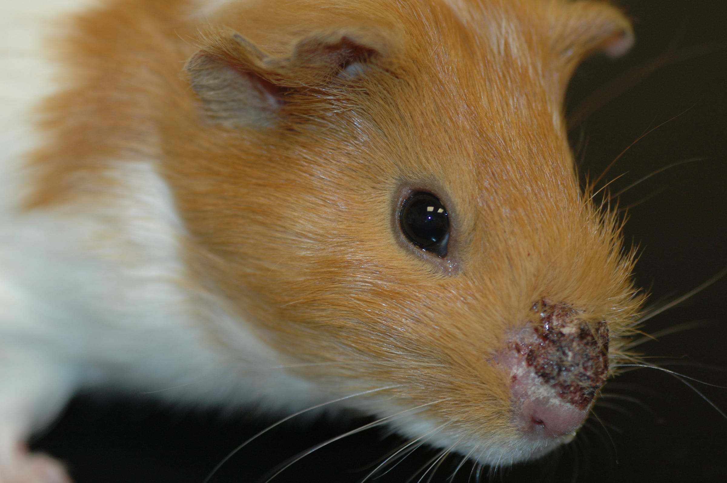 Otomicol® treats localized skin infections in guinea pigs
